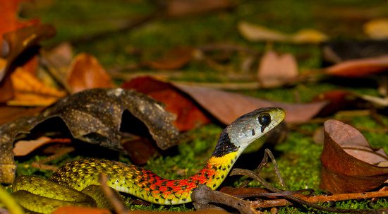 Despite being dangerous, the small flower snake is still hunted for the pet trade because of its beauty.