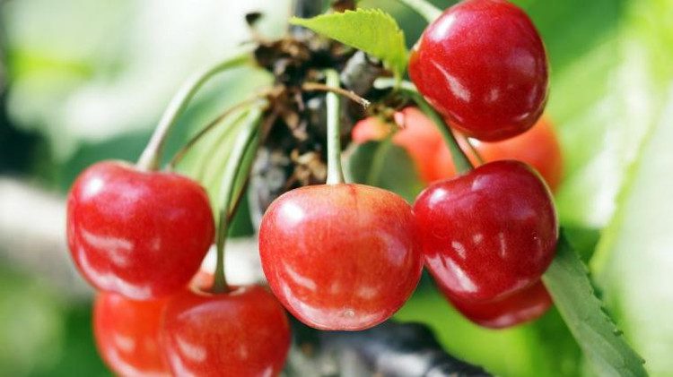 These trees are typically grown in high plastic tunnels to protect them from rain (which can crack the cherry skin).