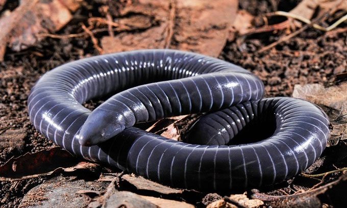 Siphonops annulatus