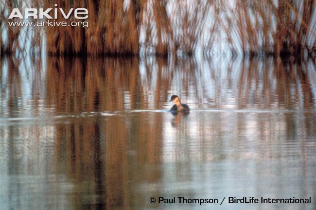 Alaotra Grebe