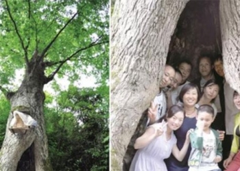 a 400 year old tree can accurately predict the weather in china 135316