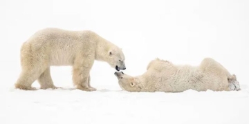 a different life in the capital of northern bear 117402