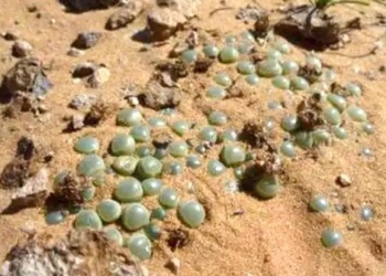 africa has hidden beautiful pearls but no one reminds the locals to be careful of losing their lives 136203