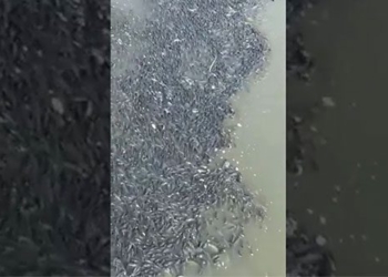 amazing sight thousands of catfish invade the eyes of the sky 135631