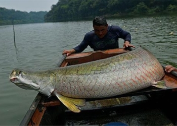 amazon river monster reborn in nature 109641