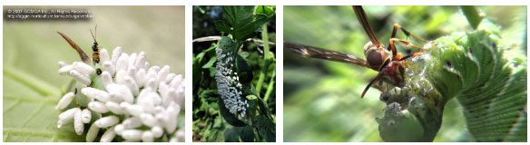 Cotesia congregata Larvae