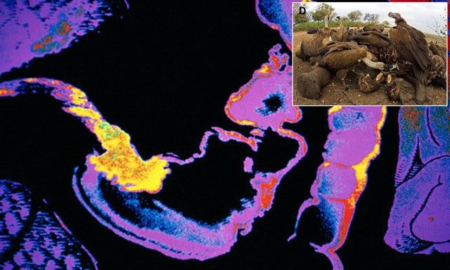 High stomach acidity is an evolutionary trait that helps humans adapt to a diverse diet