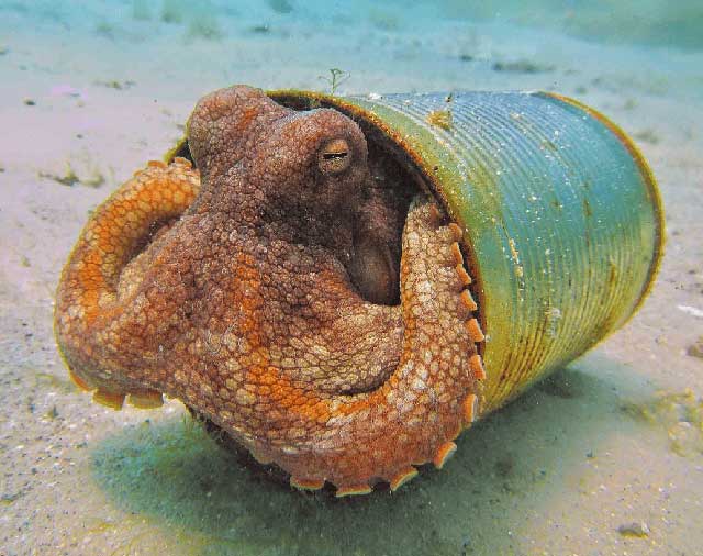 Octopuses are famous for their creative problem-solving abilities.