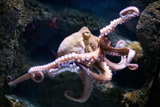 Octopus