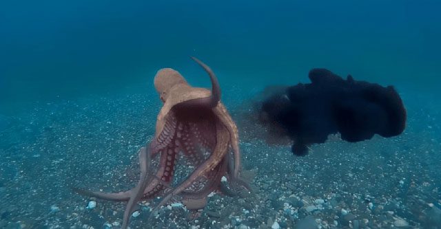 Octopuses can learn and quickly memorize information.