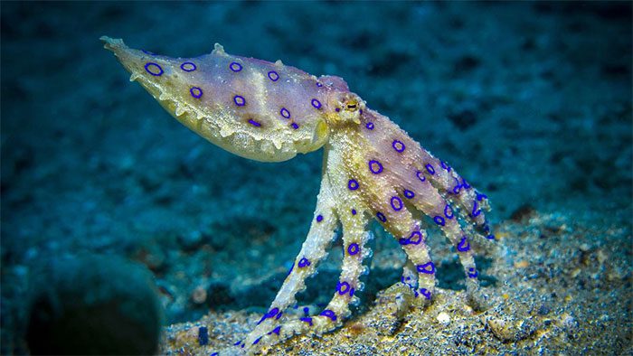 Blue-Ringed Octopus