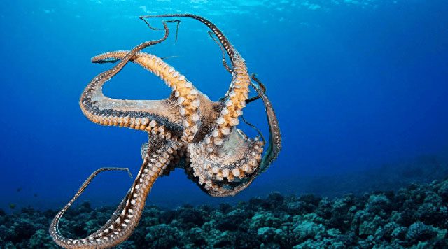 Each arm of the octopus is equipped with millions of neurons