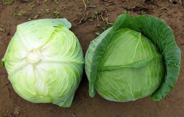 Cabbage