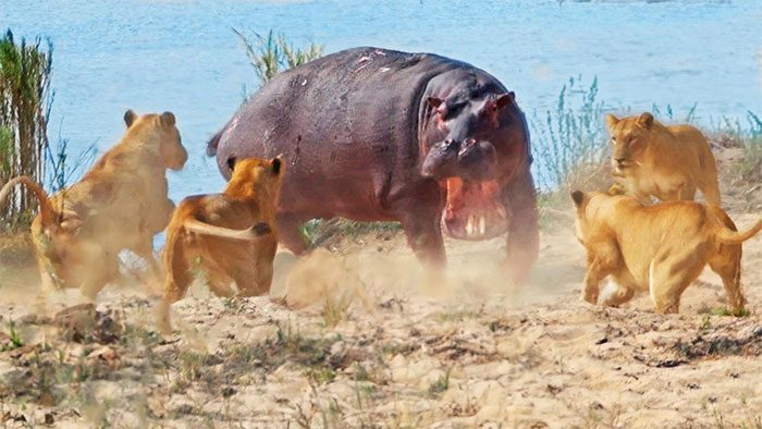 The hippopotamus and the lions created a dramatic clash