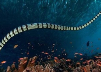 belchers sea snake the most venomous snake in the world 116906