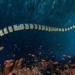 belchers sea snake the most venomous snake in the world 116906