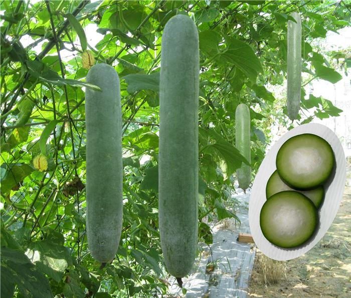 Winter melon cultivation is not difficult