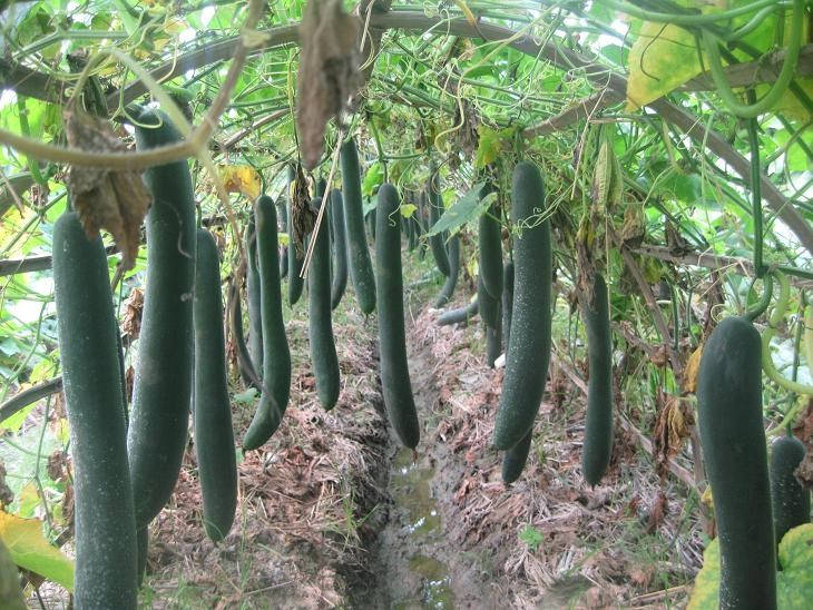 Instead of growing in styrofoam boxes, farmers can grow in fields