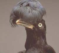 bird o du 2452