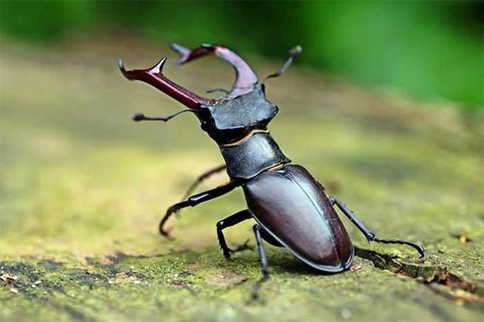 Its main identifying feature is the horns that grow from the black heads.