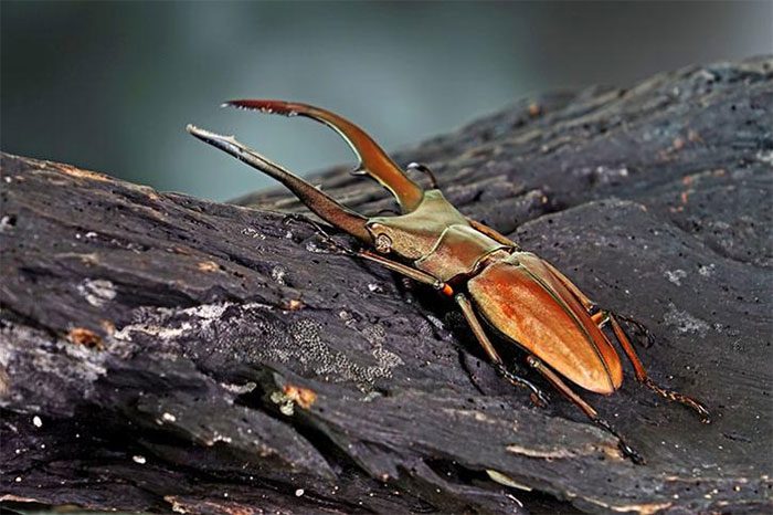 Stag beetles and their larvae are quite harmless.