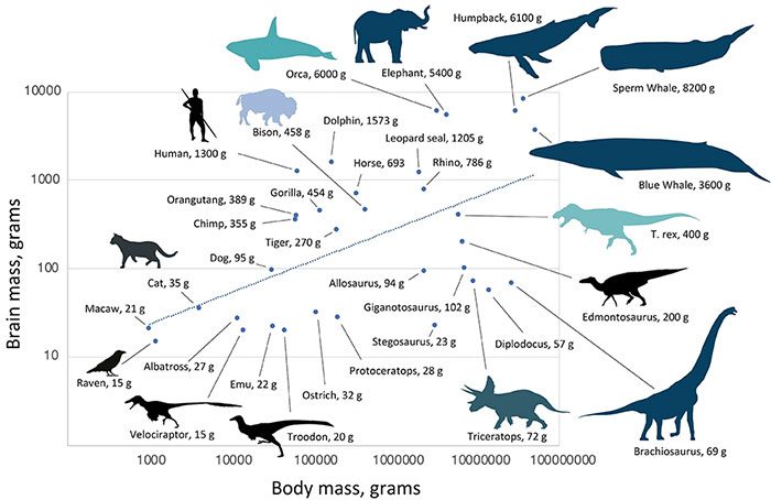 Brain size compared to body mass of dinosaurs, mammals, and birds.