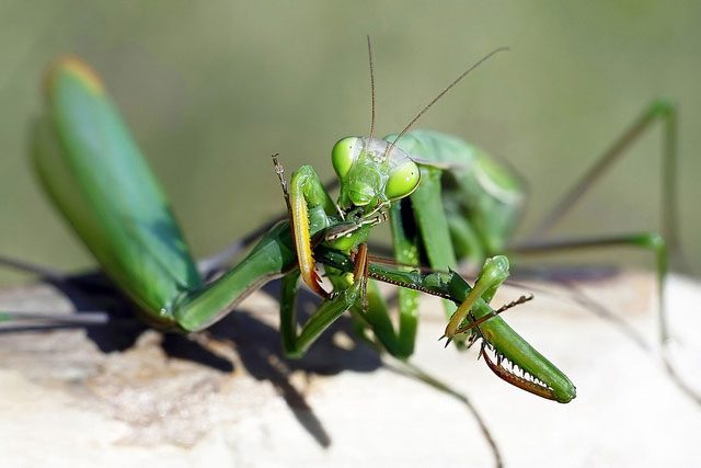 With dying praying mantises, the process of transferring sperm to the female is accelerated.