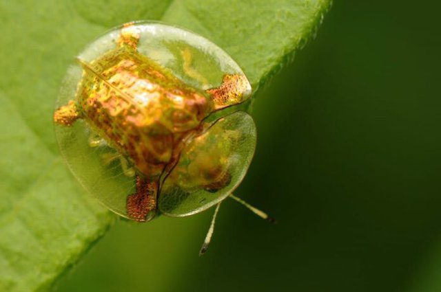 Golden Tortoise Beetle