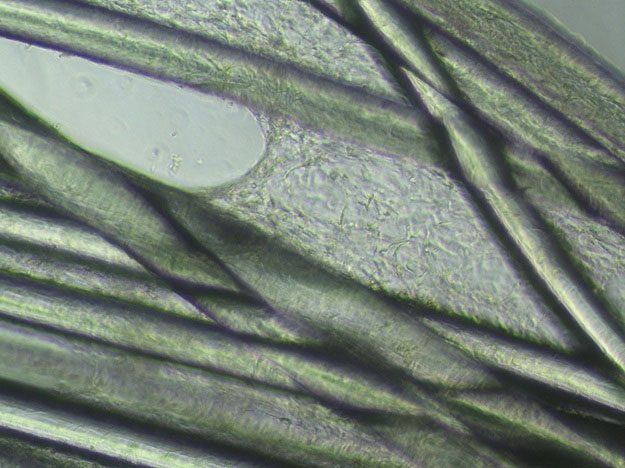 Biopolymer fiber bundle of the artificial ligament