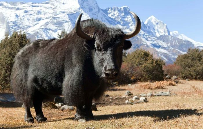 The Tibetan yak, also known as yak or yak-nuo, means "treasure" in the local language.