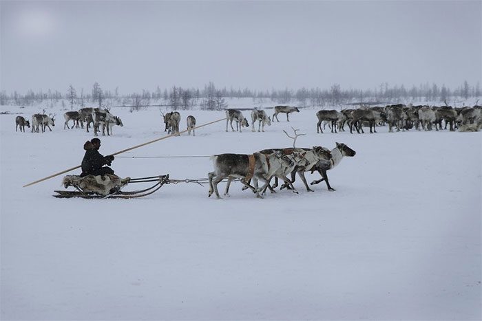 Nenet Tribe