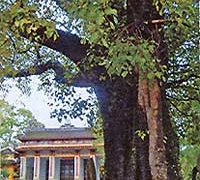 bo tree 3397