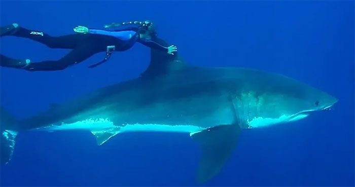 Shark experts and divers often swim with sharks without being harmed