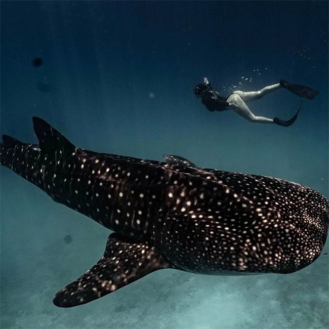 Kayla Simmons swims very close to a whale shark.