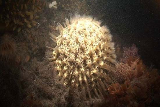 Antarctic Sponges