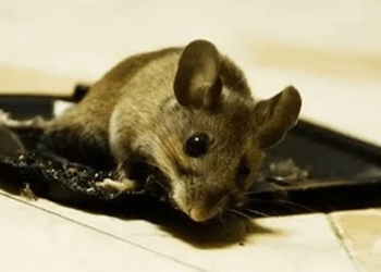 brother uses glue trap to kill mice this way is inhumane 121150