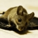 brother uses glue trap to kill mice this way is inhumane 121150