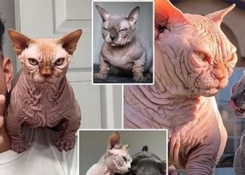 bully cat viral on social media experts warn not to buy for a heartbreaking reason 136191