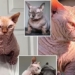 bully cat viral on social media experts warn not to buy for a heartbreaking reason 136191