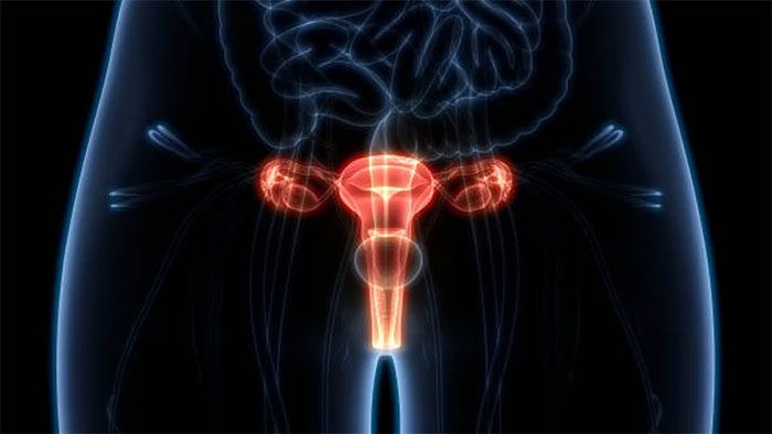 The ovaries play a crucial role in women's overall health.