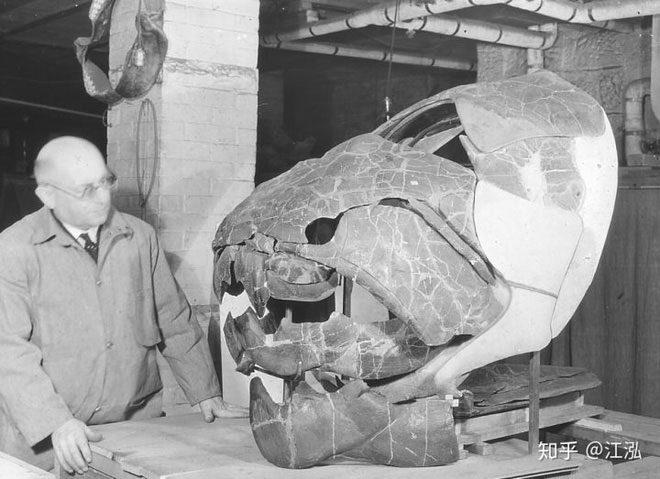 The massive skull of Dunkleosteus.