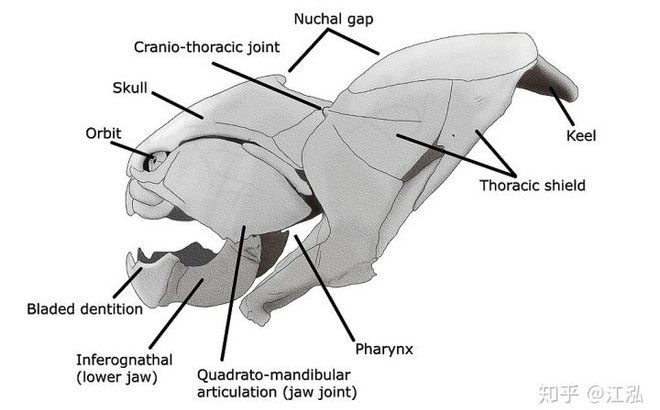 Jaw structure of Dunkleosteus.