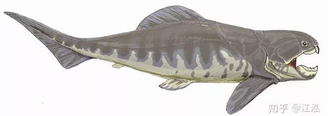 Dunkleosteus is considered one of the earliest jawed vertebrates in Earth's history.