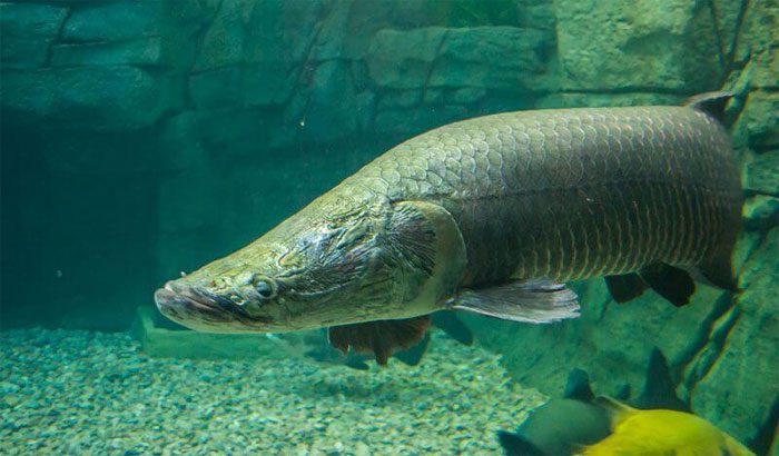 Arapaima can grow up to 3 meters.