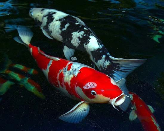 Koi Fish