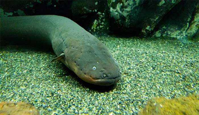 Electric Eel