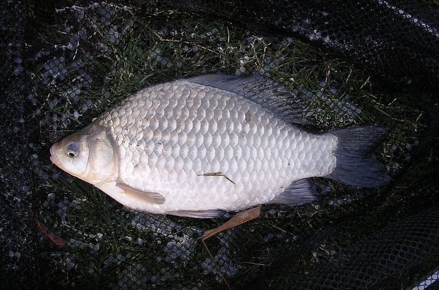 Crucian carp