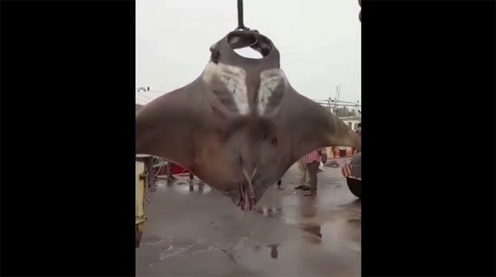 Giant Stingray