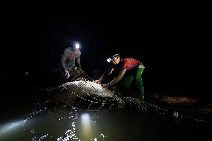 The Arapaima fish once faced extinction due to overfishing.