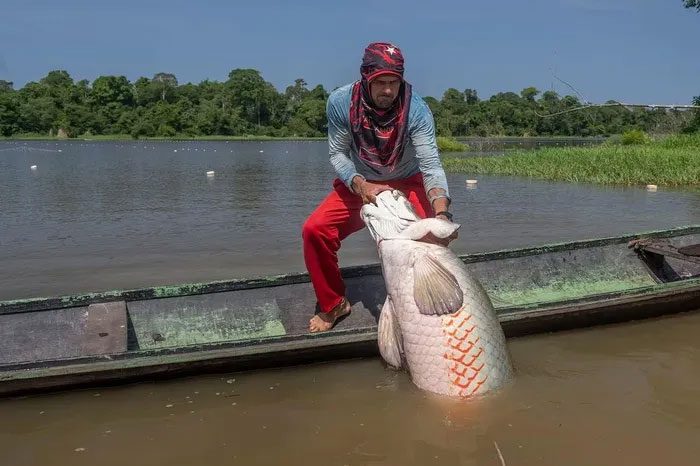 Fishermen catching an Arapaima fish in the Amazon River.